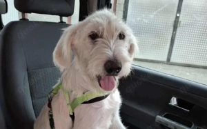 Schneeball Salvina wartet auf dich Bild 3