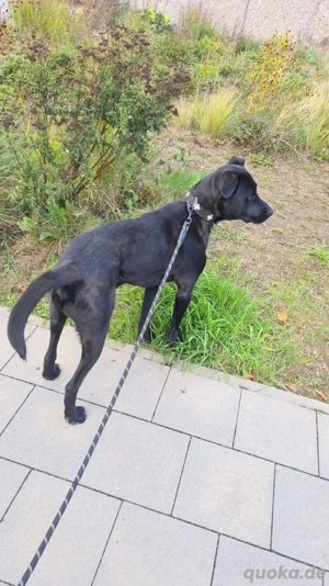 labrador mischling  Bild 3