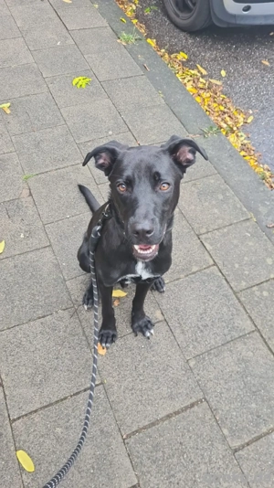 labrador mischling  Bild 2