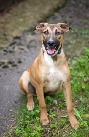 Tim sucht sein Traumzuhause - ein lebensfroher, neugieriger Junge mit großem Herz! Bild 5