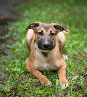 Tim sucht sein Traumzuhause - ein lebensfroher, neugieriger Junge mit großem Herz! Bild 4