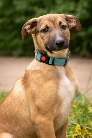 Tim sucht sein Traumzuhause - ein lebensfroher, neugieriger Junge mit großem Herz! Bild 3