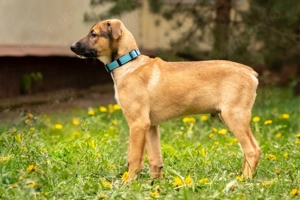 Tim sucht sein Traumzuhause - ein lebensfroher, neugieriger Junge mit großem Herz! Bild 2