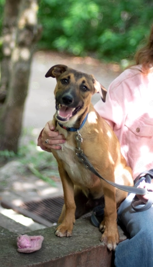 Tim sucht sein Traumzuhause - ein lebensfroher, neugieriger Junge mit großem Herz! Bild 6