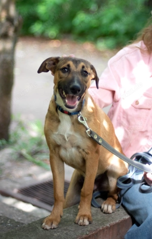 Tim sucht sein Traumzuhause - ein lebensfroher, neugieriger Junge mit großem Herz! Bild 7