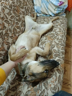 Tim sucht sein Traumzuhause - ein lebensfroher, neugieriger Junge mit großem Herz! Bild 8