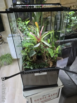 0.1 Hysterocrates gigas mit Terrarium zu Verkaufen!