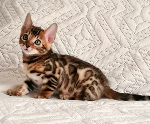 Reinrassiger Bengal Junge Kater Kitten sucht ein liebevolles Zuhause  jung und vielversprechend Bild 3