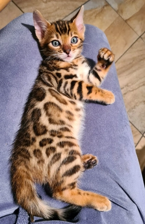 Reinrassiger Bengal Junge Kater Kitten sucht ein liebevolles Zuhause  jung und vielversprechend Bild 4