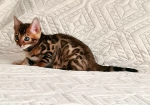 Reinrassiger Bengal Junge Kater Kitten sucht ein liebevolles Zuhause  jung und vielversprechend Bild 5