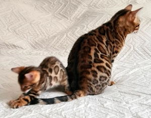 Reinrassiger Bengal Junge Kater Kitten sucht ein liebevolles Zuhause  jung und vielversprechend Bild 6