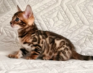 Reinrassiger Bengal Junge Kater Kitten sucht ein liebevolles Zuhause  jung und vielversprechend Bild 8