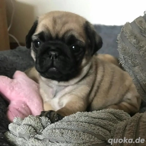 Süße Mops-Welpen suchen ein liebevolles Zuhause, 3,5 Monate alt Bild 2