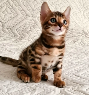 Reinrassiger Bengal Junge Kater Kitten sucht ein liebevolles Zuhause  jung und vielversprechend Bild 2