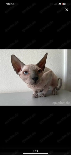 Kitten Canadian Sphynx Kanadische Sphinx weiblich Kätzin Stammbaum 