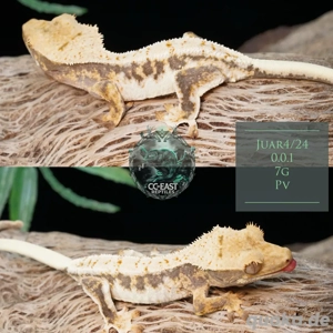 kronengecko c. cilliatus nachzuchten baby adult 