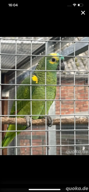 Verkaufe Blaustirnamazone