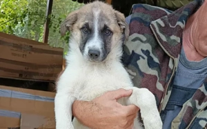 Bringst du Limoncelo das Hunde-1x1 bei? Bild 6