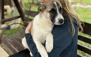 Bringst du Limoncelo das Hunde-1x1 bei? Bild 4