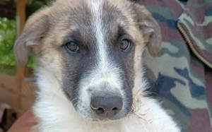 Bringst du Limoncelo das Hunde-1x1 bei? Bild 2