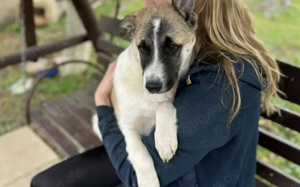 Bringst du Limoncelo das Hunde-1x1 bei? Bild 7