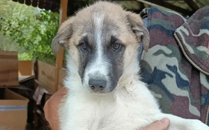 Bringst du Limoncelo das Hunde-1x1 bei? Bild 5