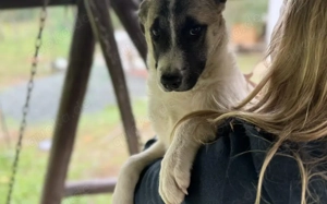 Bringst du Limoncelo das Hunde-1x1 bei? Bild 3