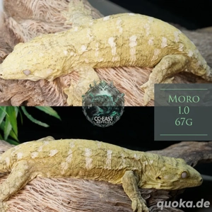 rhacodactylus leachianus 1.1