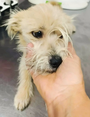 Evi - kleine wuschelige Hündin sucht liebevolles Zuhause