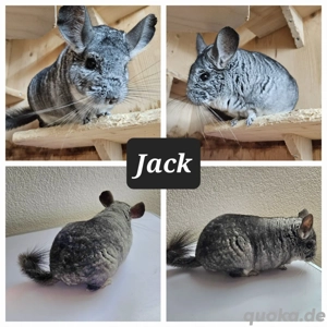 Chinchilla männlich