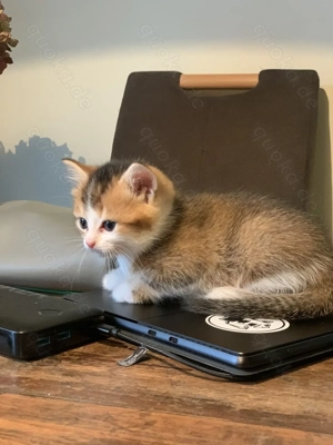 Halbrassige BKH Kitten abzugeben