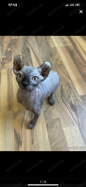 Kitten Canadian Sphynx Kanadische Sphinx Elf Elfenkatze weiblich Stammbaum blau