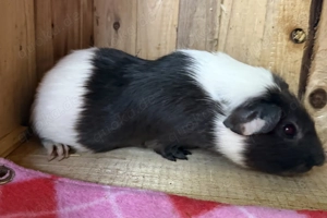 Meerschweinchen Glatthaar tdt 