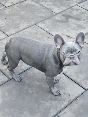 Wundervolle Französische Bulldoggen  Bild 3