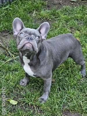 Wundervolle Französische Bulldoggen  Bild 7