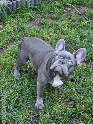 Wundervolle Französische Bulldoggen  Bild 5