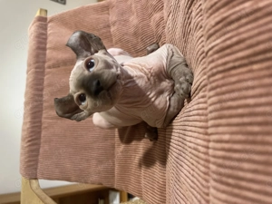 Kitten Sphinx Canadian Sphynx Stammbaum Kater männlich Chocolate Point