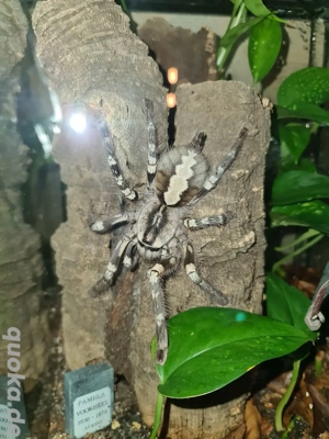 0.1 Poecilotheria regalis Adult und verpaart! 