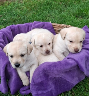 Süße Labrador - Welpen suchen ein liebesvolles Zuhause