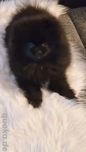 Pomeranian Bärchen 