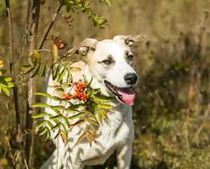 Nemo sucht sein traumhaftes Zuhause - ein sanfter, dankbarer Hund mit großem Herz