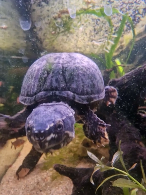 Moschusschildkröte weiblich 15 Jahre (mit oder ohne Aquarium)