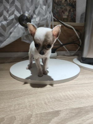 Chihuahua Pomeranian Zwergspitz Welpen 