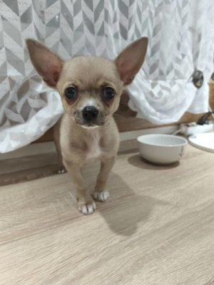 Chihuahua Pomeranian Zwergspitz Welpen 