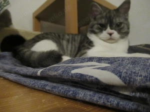 Kater sucht neues Zuhause