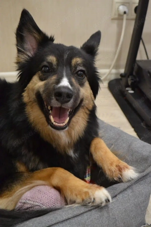 Lilu sucht ihr sicheres Zuhause - eine sanfte Seele mit großem Herz