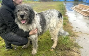 Hundemama Nala ist auf der Suche		