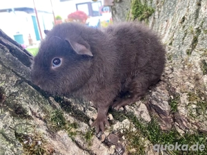 Meerschweinchen Babys vom Züchter 