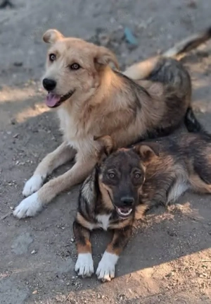 Edi ist eine sanfte Seele 