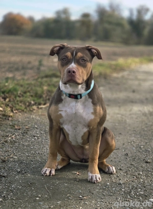 American Bully XL, ABKC, 5Mon. Weibchen Schoko Tri 